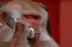 Monkey on Phone